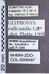 Etikette zu Glyphonyx ruficaudis (NHMW-ZOO-COL-0008487)